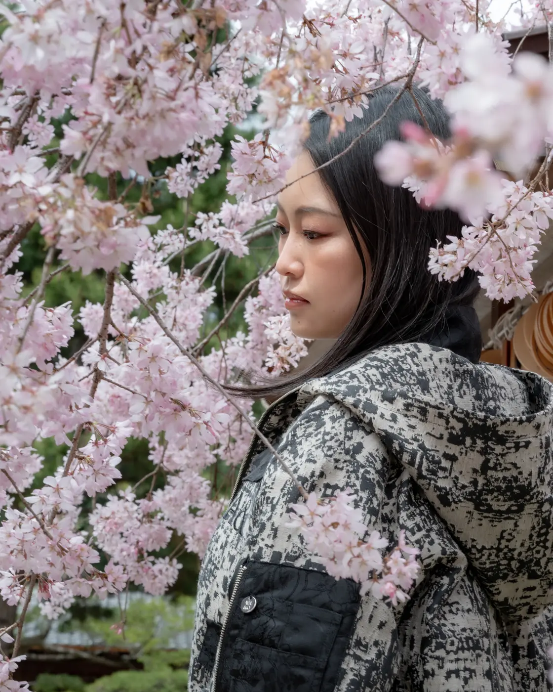 Among cherry blossoms